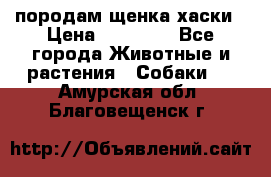 породам щенка хаски › Цена ­ 10 000 - Все города Животные и растения » Собаки   . Амурская обл.,Благовещенск г.